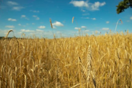 rye and sky. wheat and clouds. blue and yellow as the flag of ukraine. nature landscape. calm, atmosphere. freedom ukraine. peace without war.