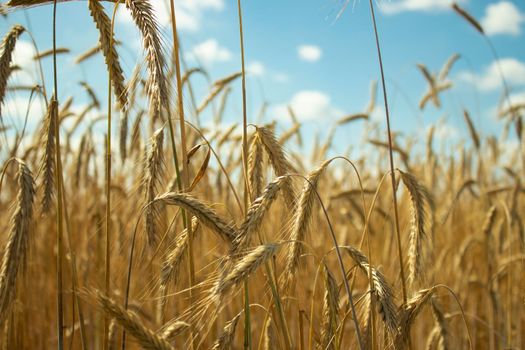 wheat field and clouds. rye and sky. magnificent landscape. background nature. blue and yellow. peace.