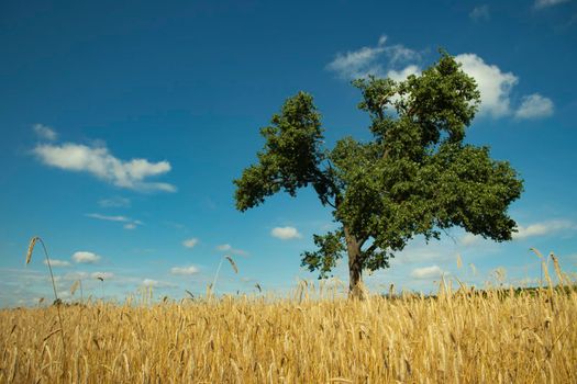 panorama field with wheat and one lonely green tree. magnificent landscape. blue sky and golden rye. freedom. peace.