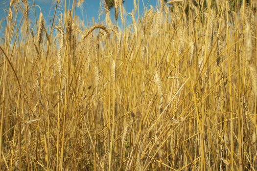 landscape field of ripening wheat against blue sky. Spikelets of wheat with grain shakes wind. grain harvest ripens summer. agricultural farm healthy food business concept. environmentally organic.