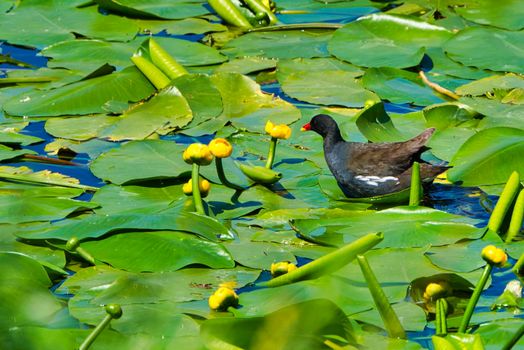 Eurasian Common Moorhen in sweet water pond on german island Heligoland - island Dune