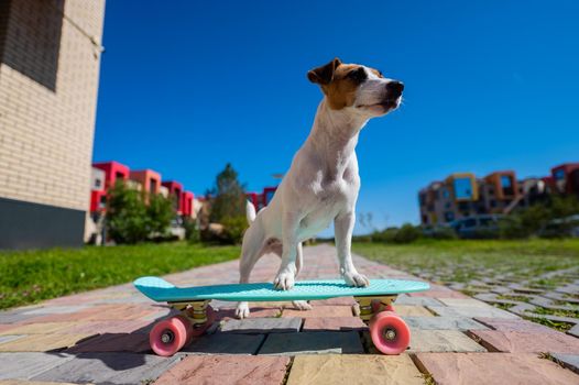 Jack russell terrier dog rides a skateboard outdoors on a hot summer day