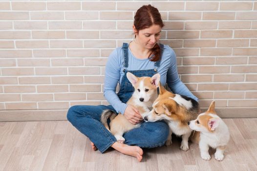 Caucasian woman holding two cute corgi puppies and their mom