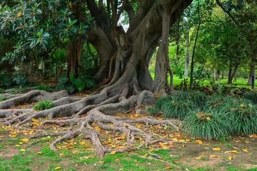 Tropical ficus with roots in the botanical garden