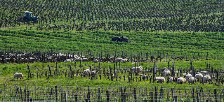 Domestic sheeps grazing with tractors working behind in the Bordeaux vineyards, Sauternes, France, France. High quality 4k footage