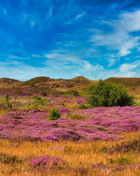 Island of Texel - Netherlands - wonderfull plants in pink at the dune - no people