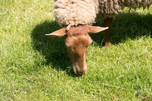 brown sheep graze on an open green meadow in a farming area, rural life, countryside landscape, A flock of sheep grazes on a green pasture on a sunny day, High quality photo