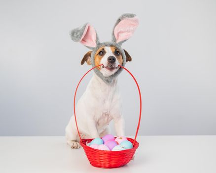 Cute jack russell terrier dog in a bunny rim next to holds a basket with painted easter eggs on a white background