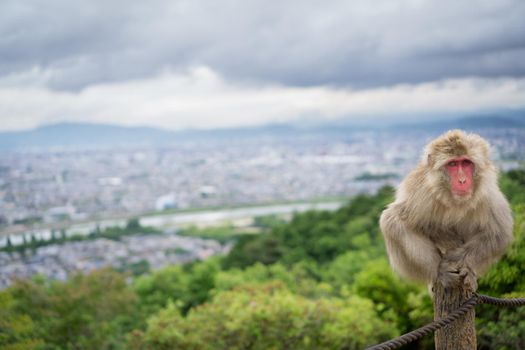 Front view of one-eyed Monkey in Arashiyama mountain, Kyoto