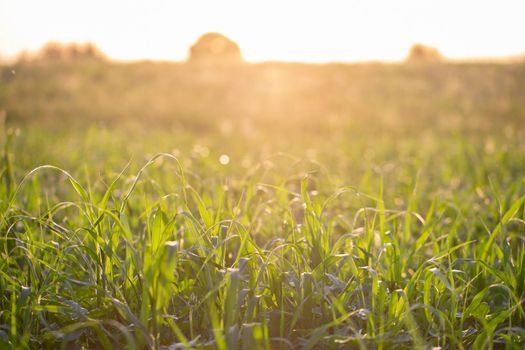 Green grass on the field illuminated by the sun. Ecological background.