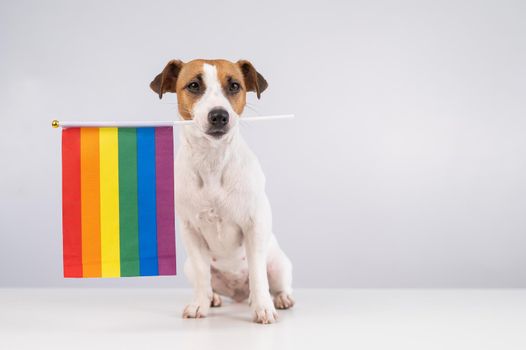Jack russell terrier dog holding a rainbow flag in his mouth on a white background. Copy space
