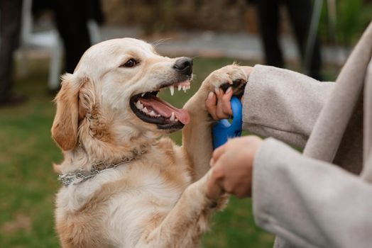 golden retriever dog at a wedding with a wreath around his neck