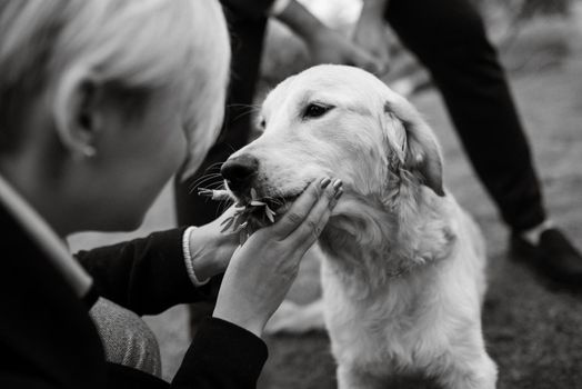 golden retriever dog at a wedding with a wreath around his neck