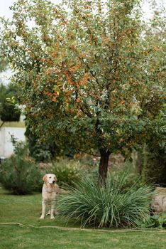 golden retriever dog at a wedding with a wreath around his neck