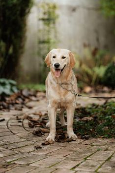 golden retriever dog at a wedding with a wreath around his neck