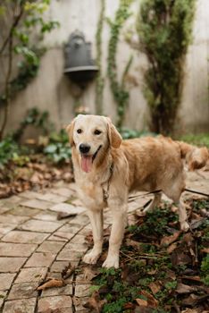 golden retriever dog at a wedding with a wreath around his neck