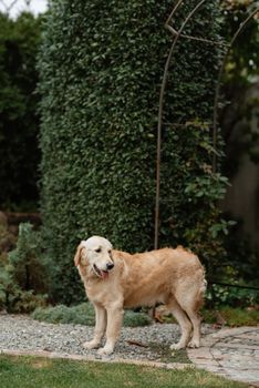 golden retriever dog at a wedding with a wreath around his neck