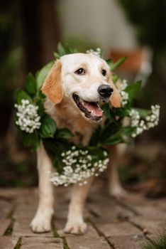 golden retriever dog at a wedding with a wreath around his neck