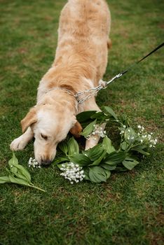 golden retriever dog at a wedding with a wreath around his neck