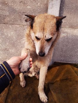 The hand holds the paw of a red yard dog against the background of a concrete fence.