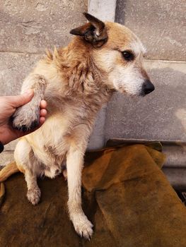 The hand holds the paw of a red yard dog against the background of a concrete fence.