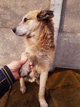 The hand holds the paw of a red yard dog against the background of a concrete fence.