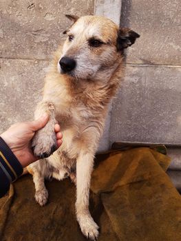 The hand holds the paw of a red yard dog against the background of a concrete fence.