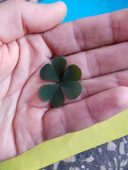 Green clover leaf in hand against the background of the Ukrainian flag.