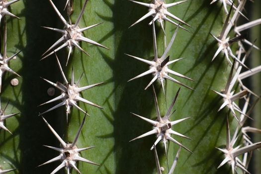 The texture of a green cactus with large needles. The background of nature