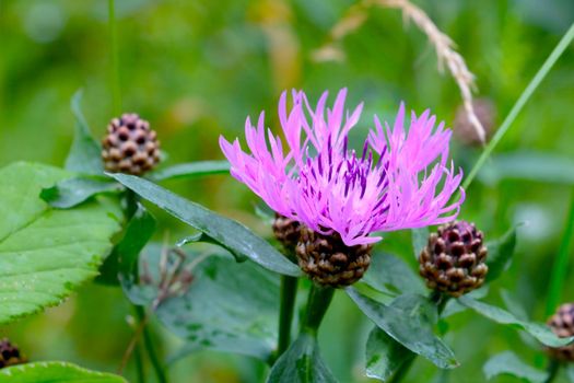 Close-up of a flowering cornflower in a green meadow