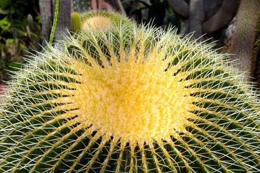 Close-up of a large green cactus with needles