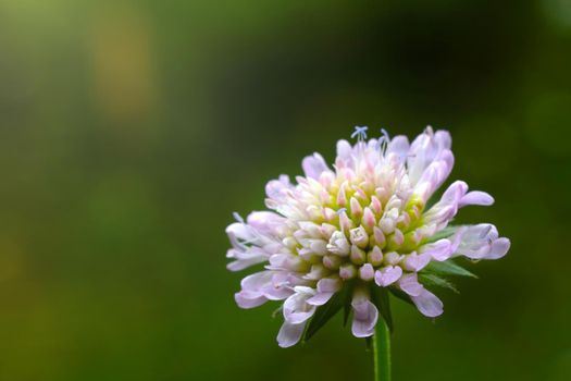 Close-up of a flowering clover in a meadow