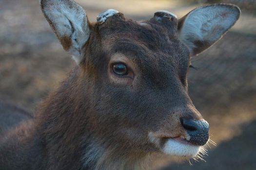 A view of a funny hornless deer in the woods