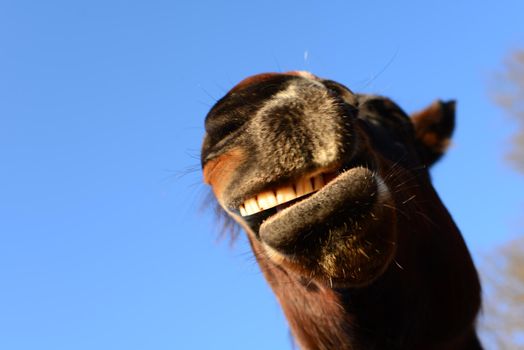 Open mouth of a brown horse from below against ablue sky as a close up