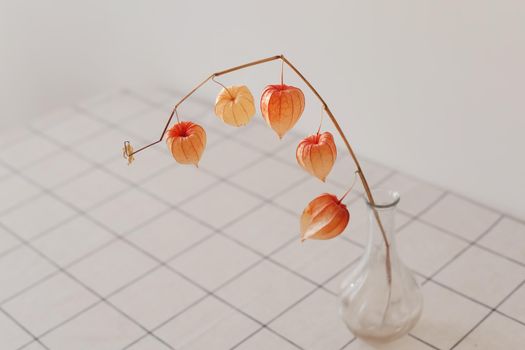 red physalis flowers isolated on white background with copyspace. Minimalistic design composition of dried flowers in vase in white interior of living room