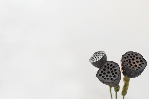 Dried lotus flower seed pods isolated on white background.