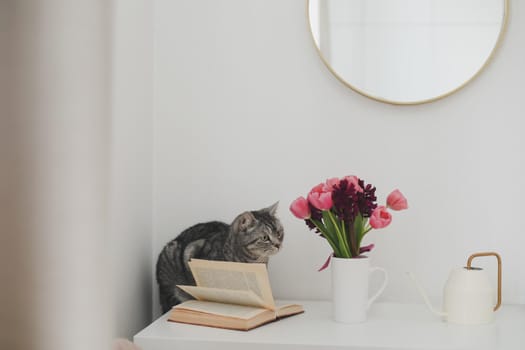 Gray cat and pink tulip bouquet in a cozy living room. Spring stll life, birthday, Easter concept.