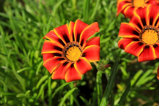 Colorful red, yellow and orange Gazania Linearis Flowers in the garden in Spring