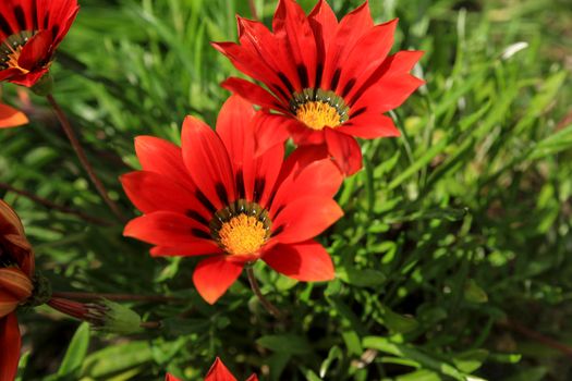 Colorful red Gazania Linearis Flowers in the garden in Spring