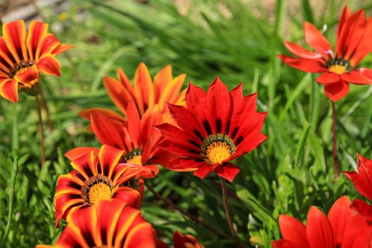Colorful red, yellow and orange Gazania Linearis Flowers in the garden in Spring
