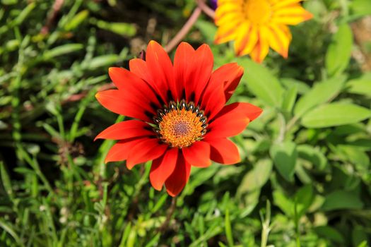Colorful red Gazania Linearis Flowers in the garden in Spring