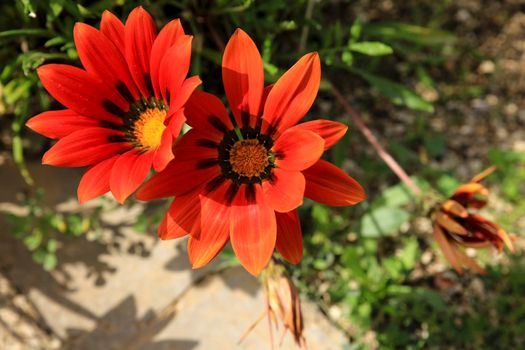 Colorful red Gazania Linearis Flowers in the garden in Spring