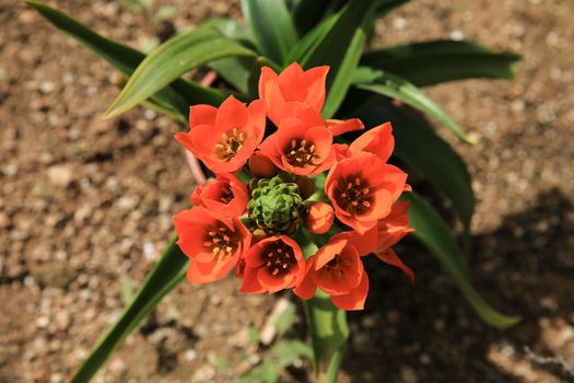 Beautiful and colorful Ornithogalum Dubium Houtt plant in the garden