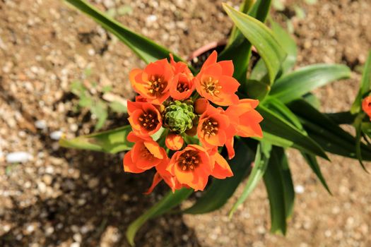 Beautiful and colorful Ornithogalum Dubium Houtt plant in the garden