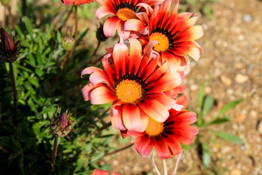 Colorful red, pink and orange Gazania Rigens Flowers in the garden in Spring