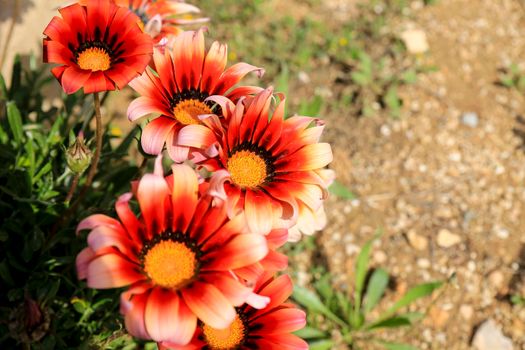 Colorful red, pink and orange Gazania Rigens Flowers in the garden in Spring
