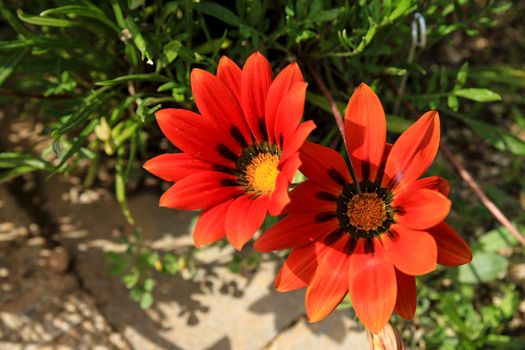 Colorful red Gazania Linearis Flowers in the garden in Spring