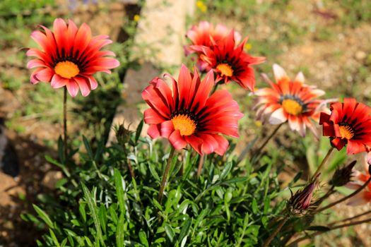 Colorful red, pink and orange Gazania Rigens Flowers in the garden in Spring