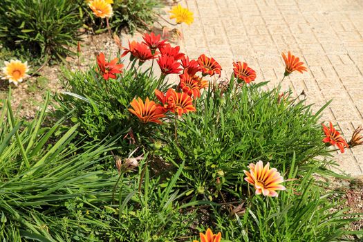 Colorful red, pink and orange Gazania Rigens Flowers in the garden in Spring