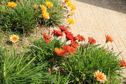 Colorful red, pink and orange Gazania Rigens Flowers in the garden in Spring